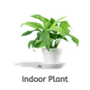 Indoor Plants