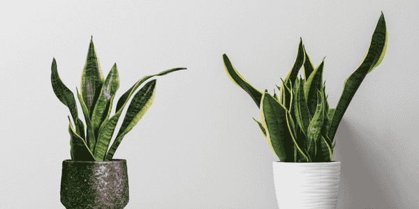 Low Maintenance Indoor Plant - Snake Plant