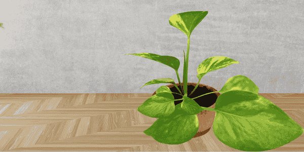 Low maintenance indoor plant : Money Plant
