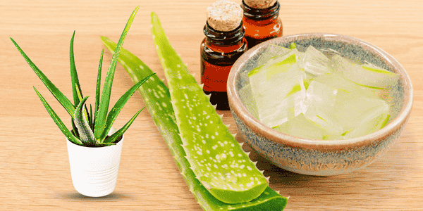 Top 10 Low-Maintenance Indoor Plants