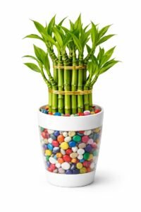 Lucky Bamboo Plant