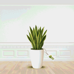 Snake Plant - Live
