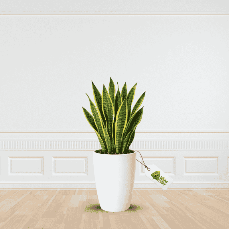 Get Best Quality | Best Price | Snake Plant | Online
