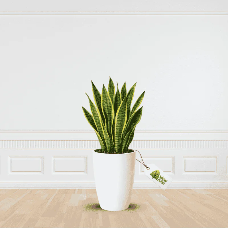 Get Best Quality | Best Price | Snake Plant | Online