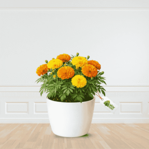 marie gold flower - wow plant