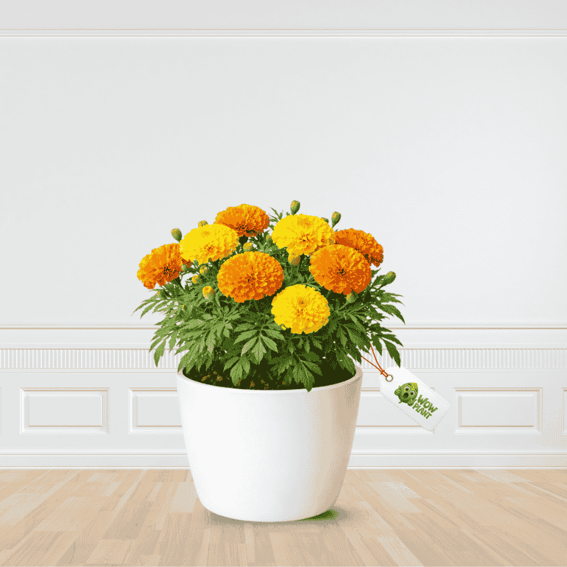 Best Quality marie gold flower | Live | Best Price