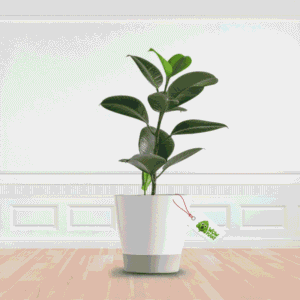 Best Quality Rubber Plant @ Available Online