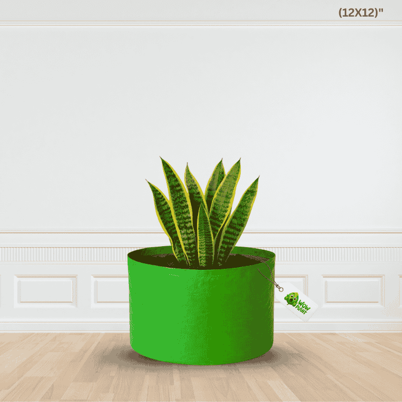 🌱 Strong Roots, Bigger Growth – Wow Plant 12×12 HDPE Grow Bag