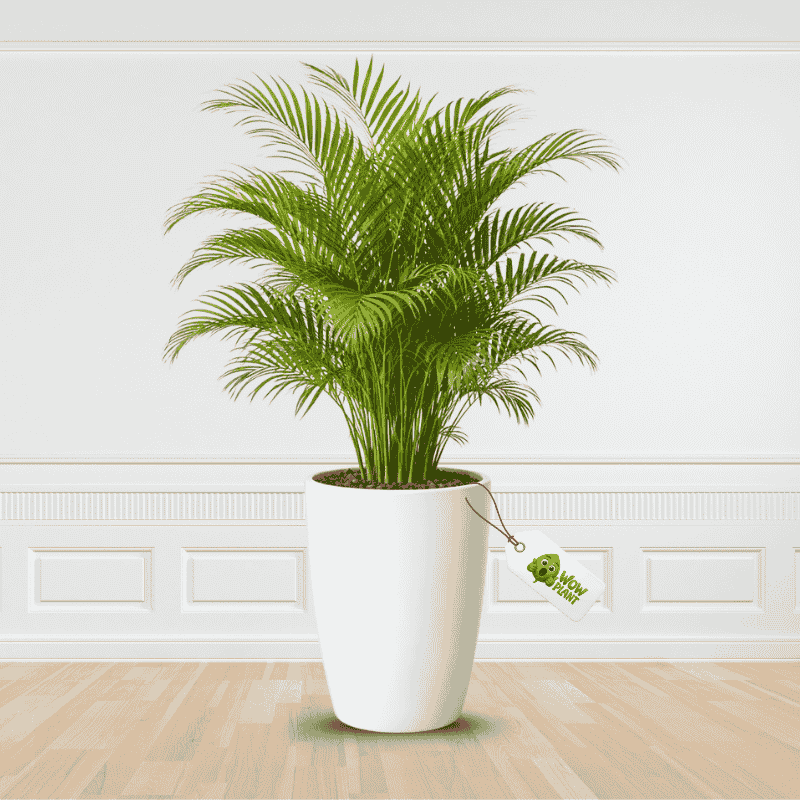 Get Best Quality Areca Palm plant for your indoor Decoration.