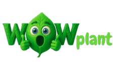 wow plant