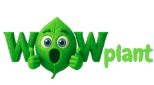wow plant