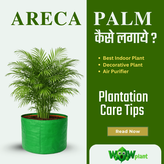 Areca Palm Indoor Plant