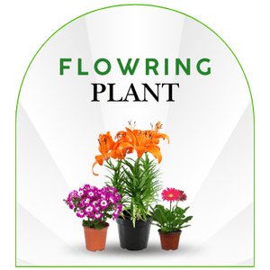 Flowring Plants