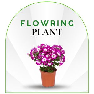 Best Quality Flowring plant by wow plant