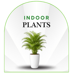 Best Quality Indoor Plants - Online