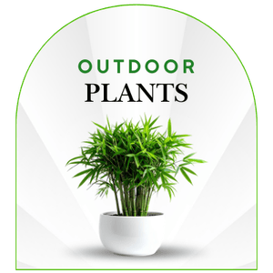 outdoor Plant - wow plant