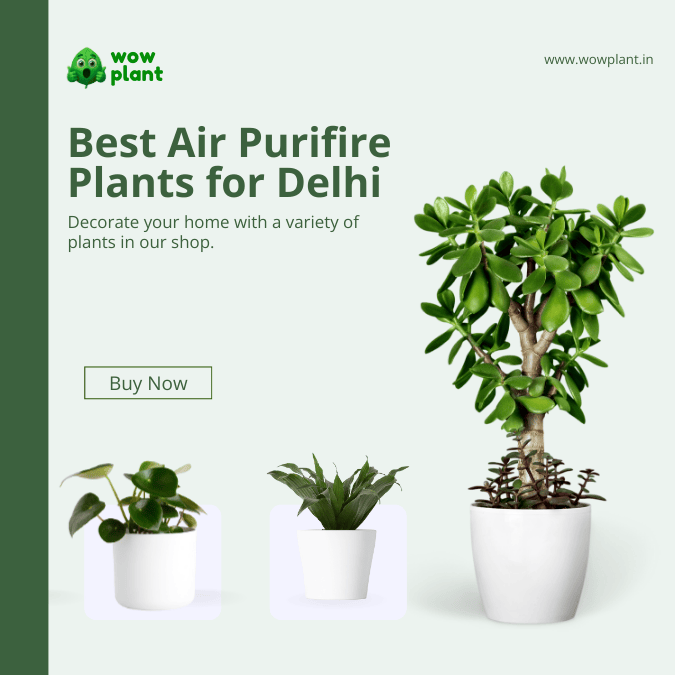Best Air Purifire Indoor Plant for Delhi