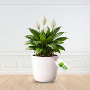 White Peace Lily Plant - Get Price