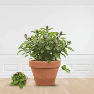 Tulsi Plant - Holy Basil