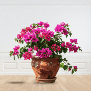 Pink Bougainvillea Plant