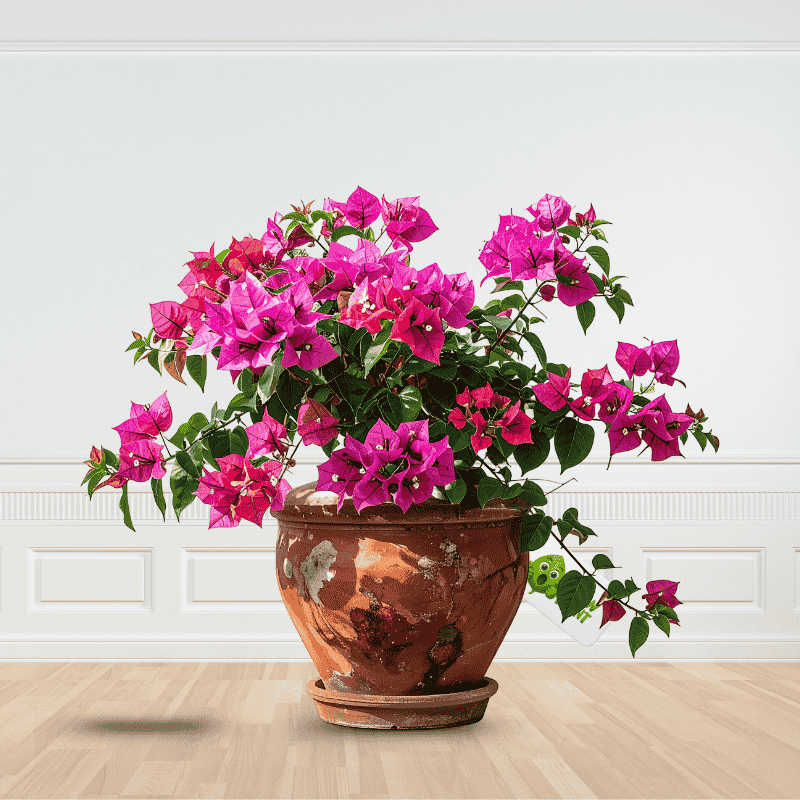 High Quality Pink Bougainvillea Plant | Get Online Plants
