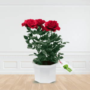 Red Indian Rose Plant