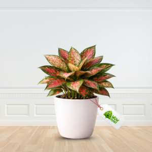 Aglaonema - Best Colourfull Indoor Plant