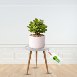 Jade Mini Plant