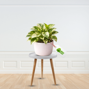 Marble Money Plant - Get Best Quality