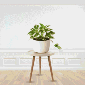 N’Joy Money Plant