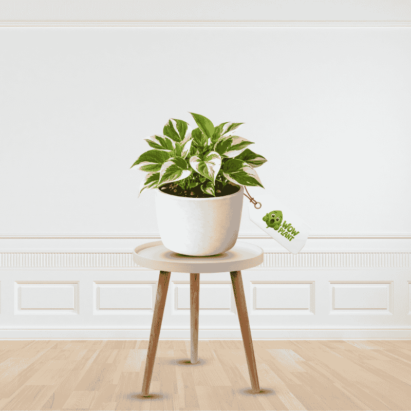 Best Quality Money Plant for Home office Indoor Gardening or Decoration