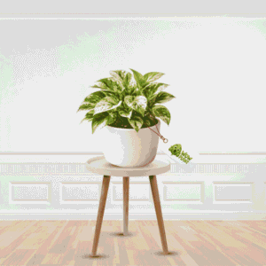 Marble Money Plant - Get Best Quality