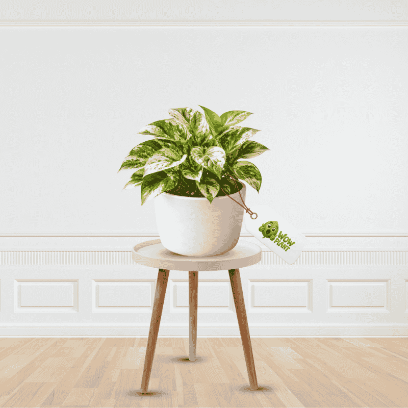 Best Quality Marble Money Plant