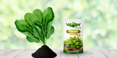 Best Quality Palak Seeds in India - wowplant