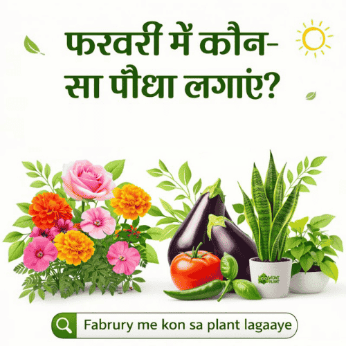 Fabrury me kon sa plant lagaaye