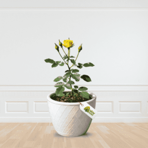 buy Online Yellow Rose Plant by Wow Plant