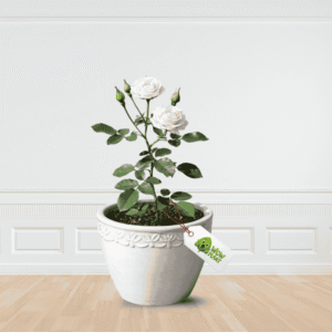 buy online white rose plant wow plant