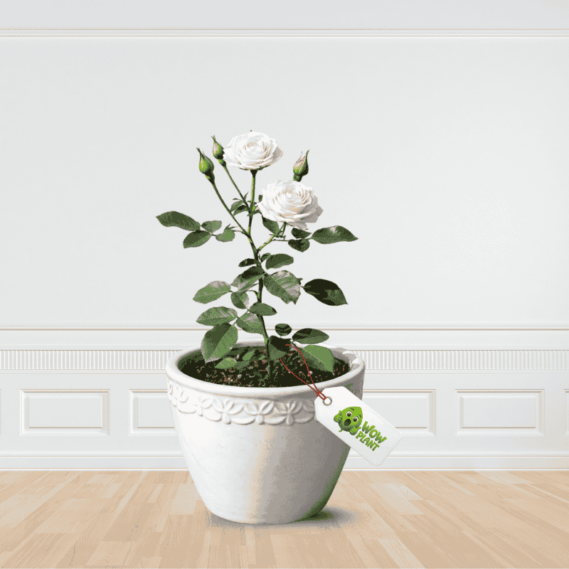buy online white rose plant wow plant