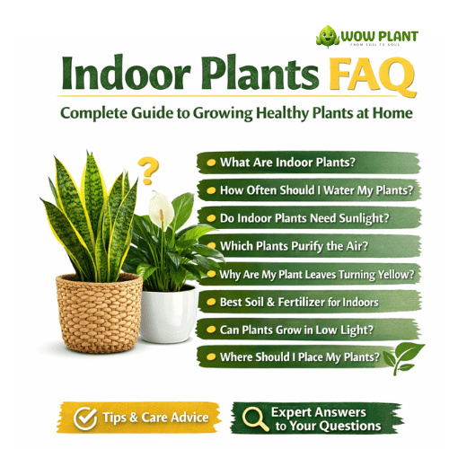 Indoor Plant Guidance | Indoor Plants FAQ